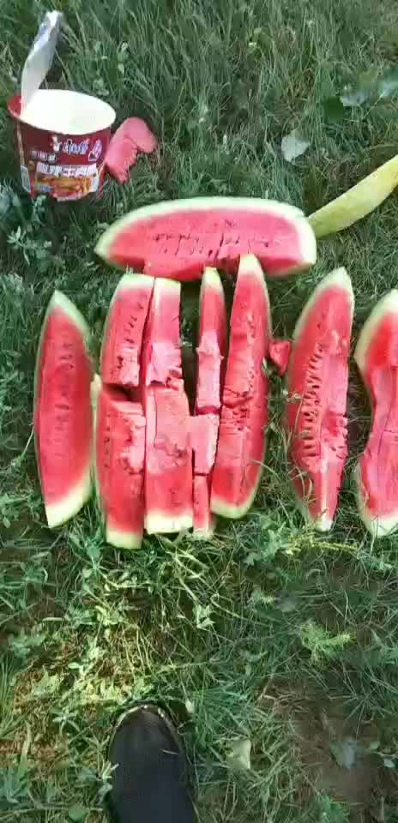 金城五，内蒙沙漠瓜