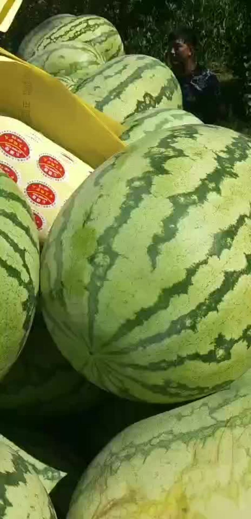 金城五，内蒙沙漠瓜