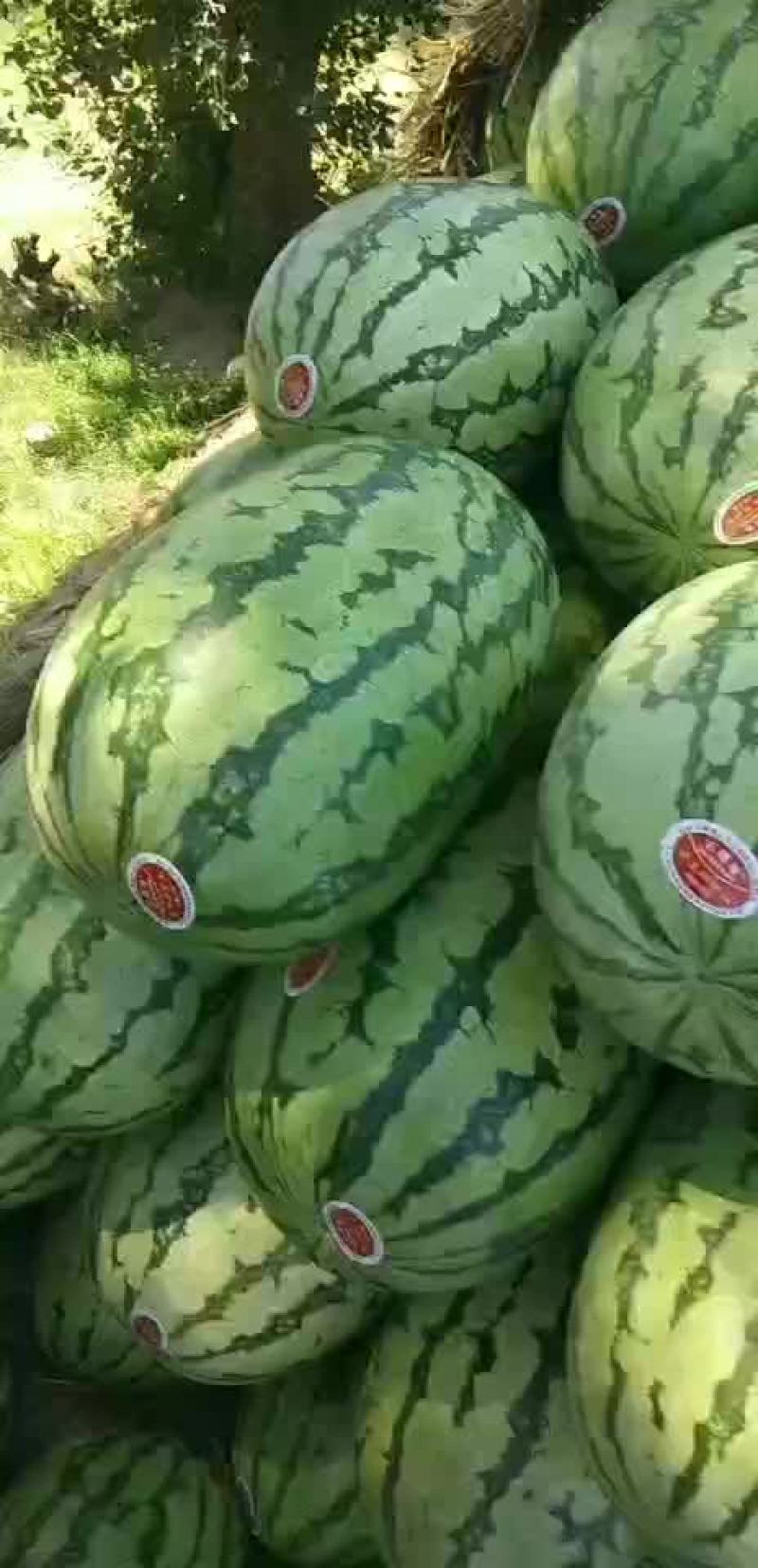 金城五，内蒙沙漠瓜