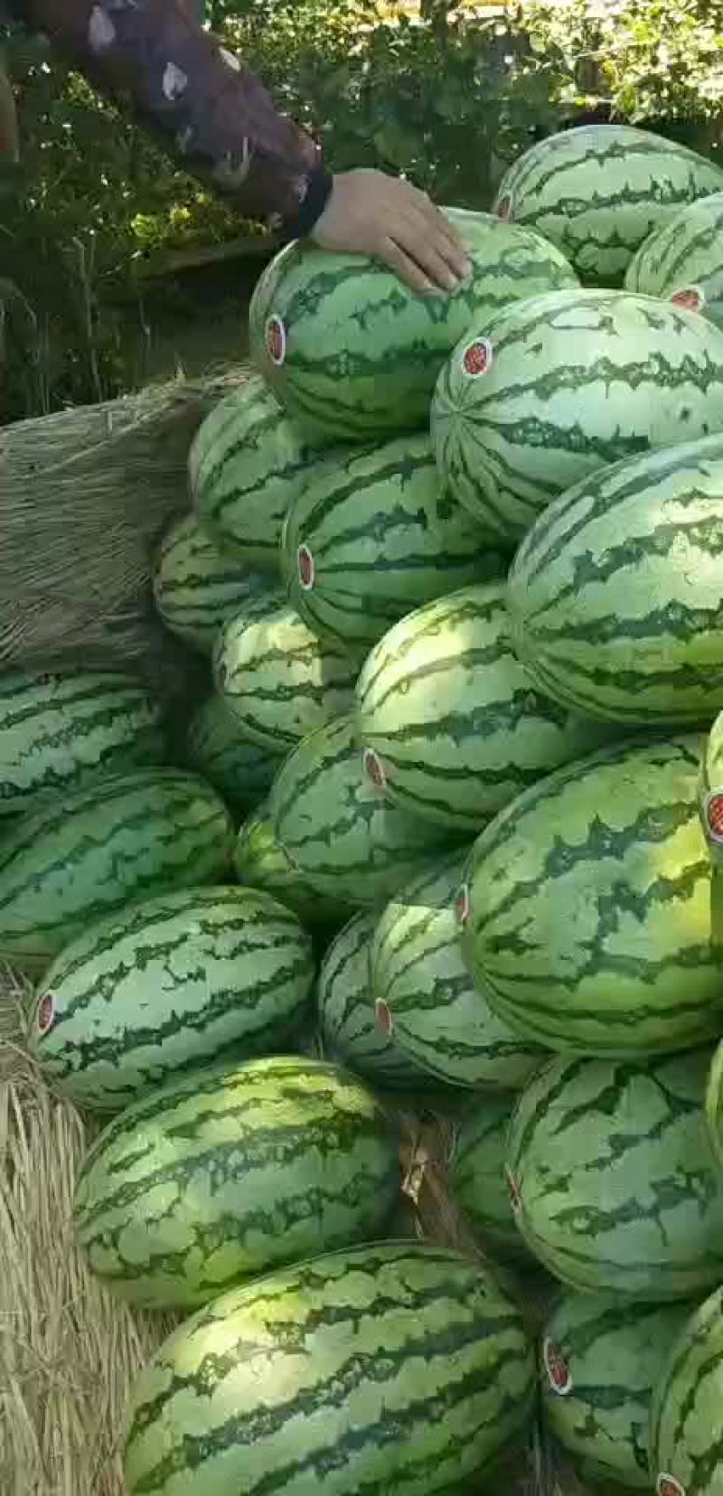 金城五，内蒙沙漠瓜