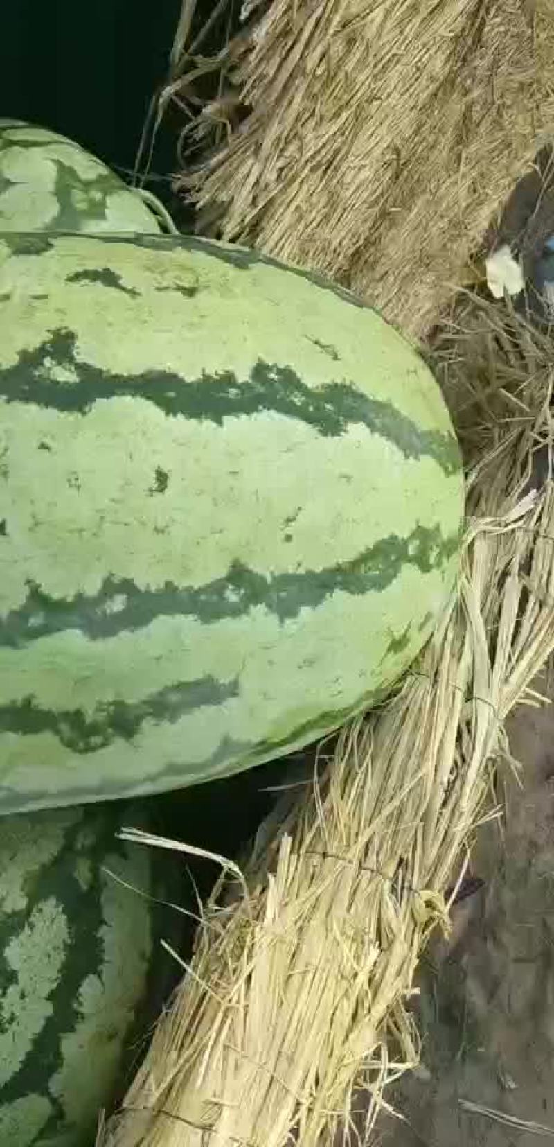 金城五，内蒙沙漠瓜