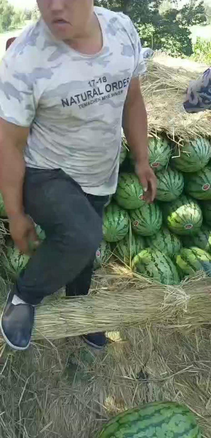 金城五，内蒙沙漠瓜