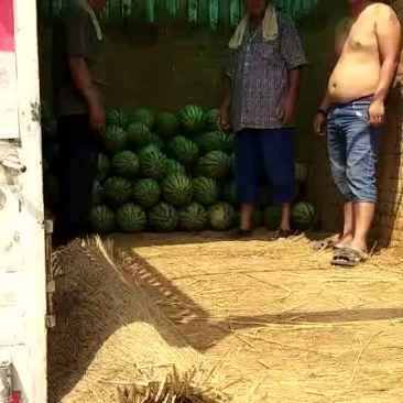 西农八号西瓜