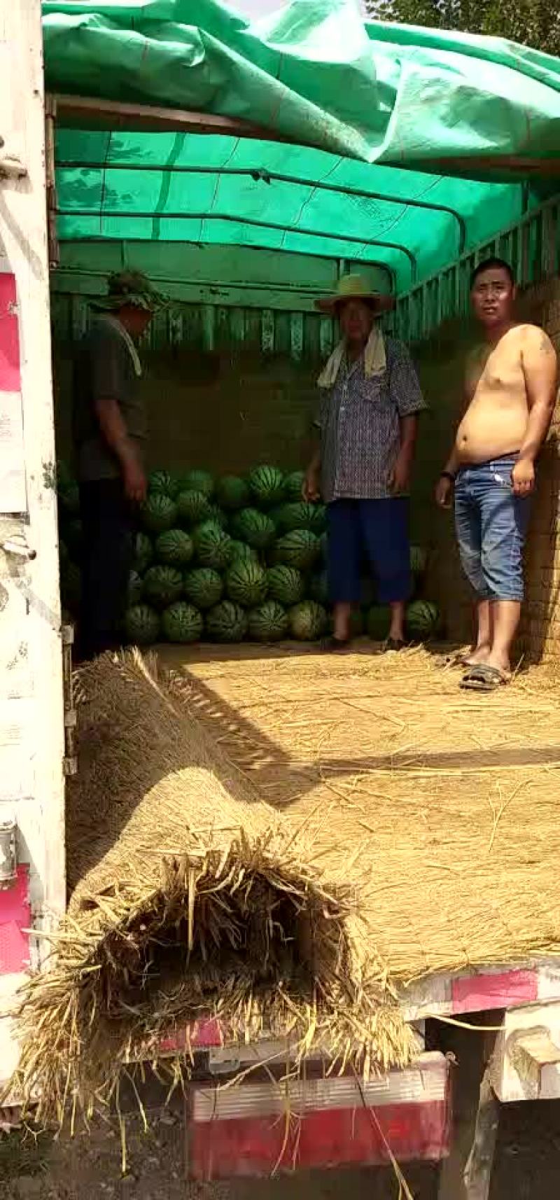 西农八号西瓜