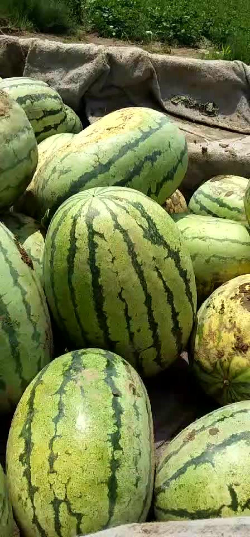 西农八号西瓜