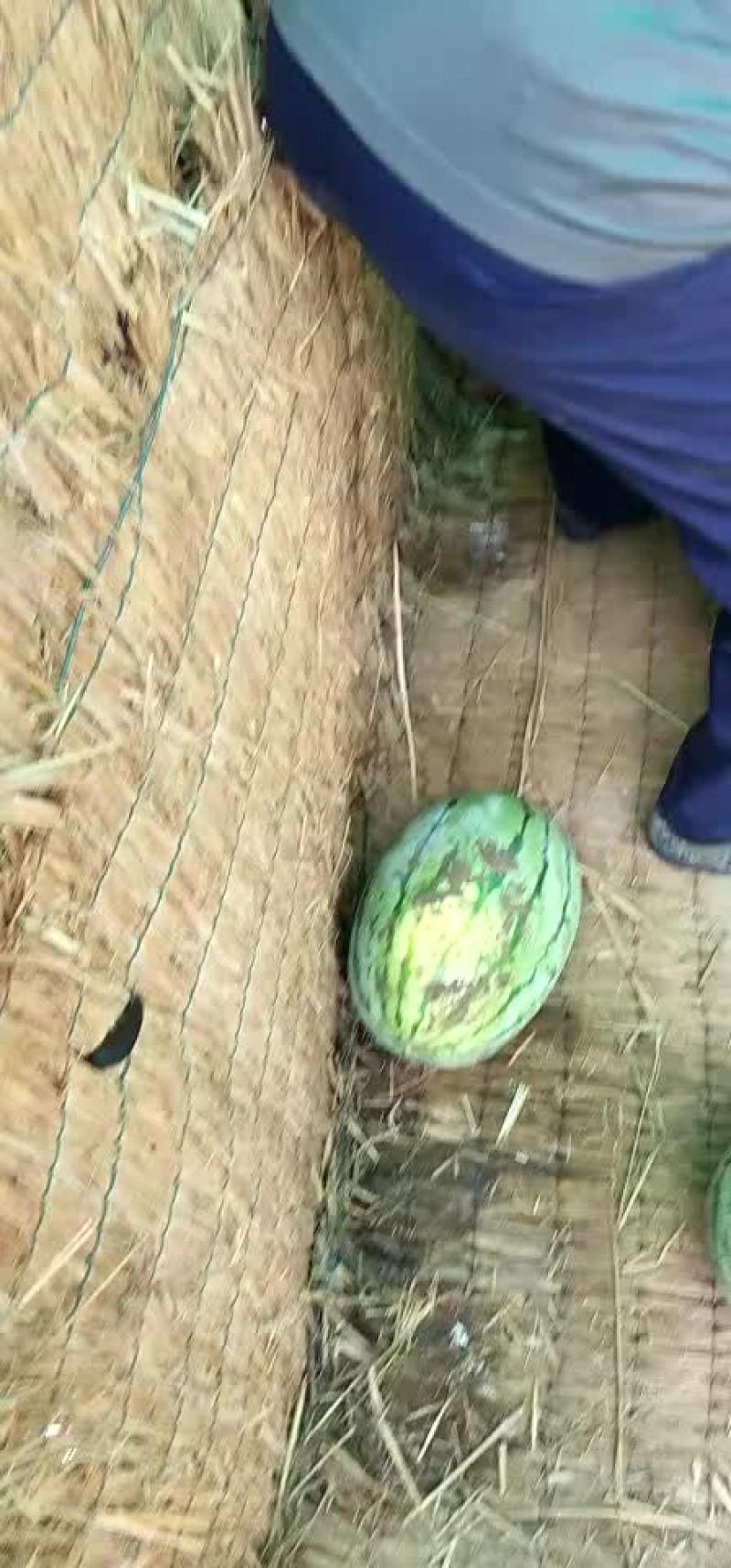西农八号西瓜