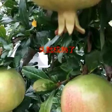 硬子石榴