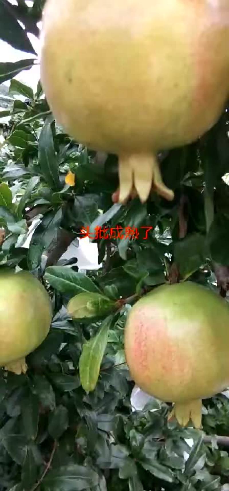硬子石榴