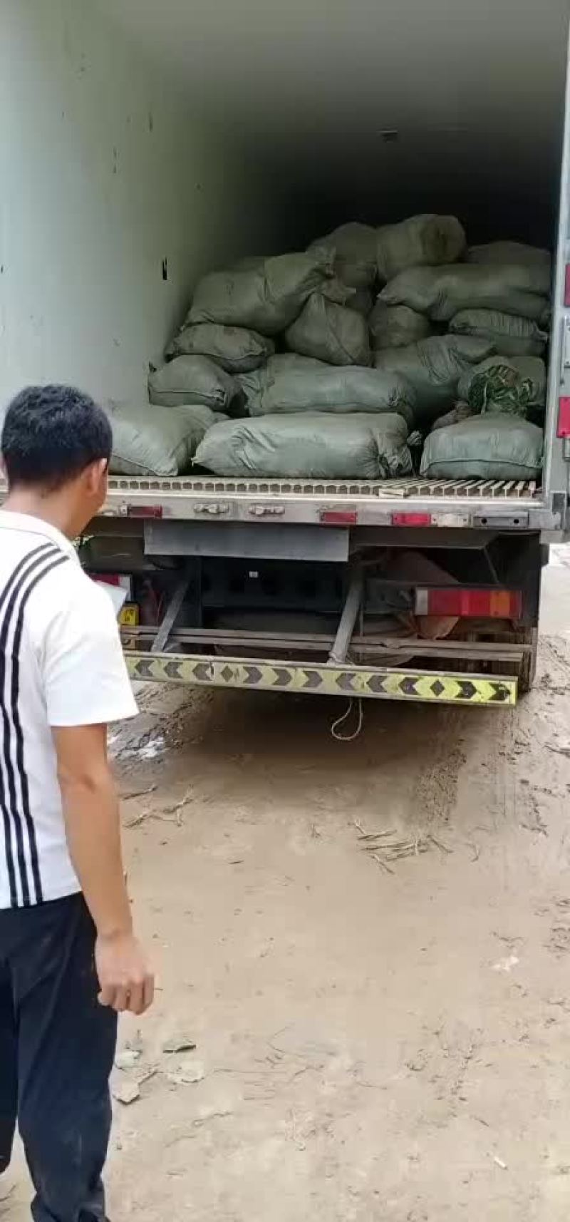 知母苗
