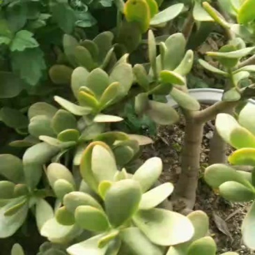 多肉植物