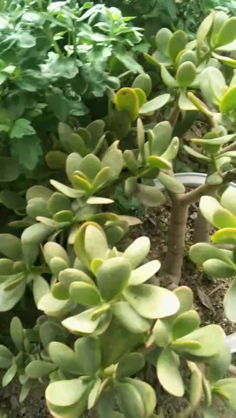 多肉植物