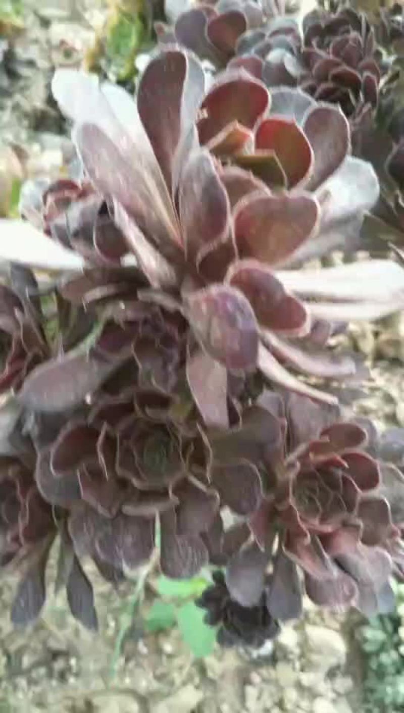 多肉植物