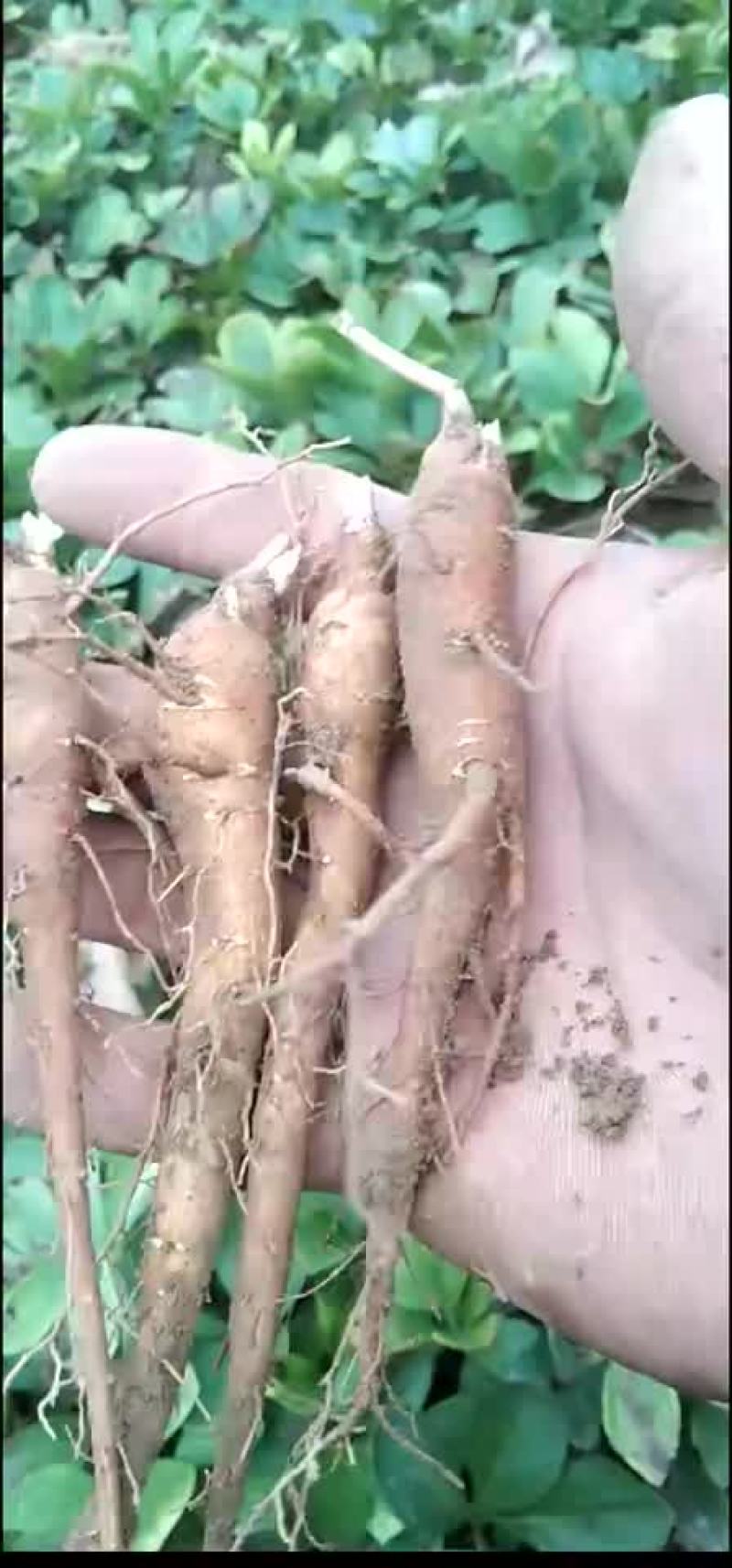 赤芍苗，知母苗
