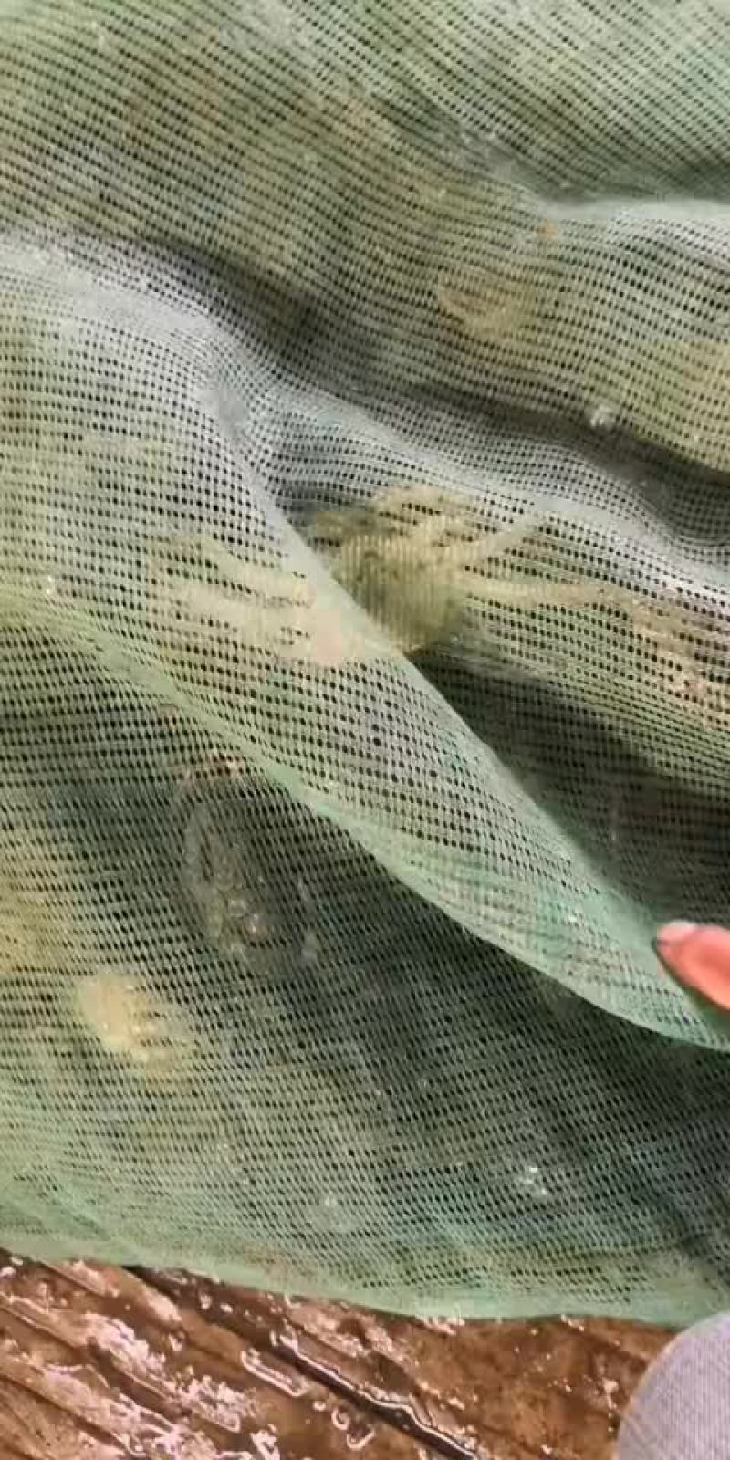 螃蟹类