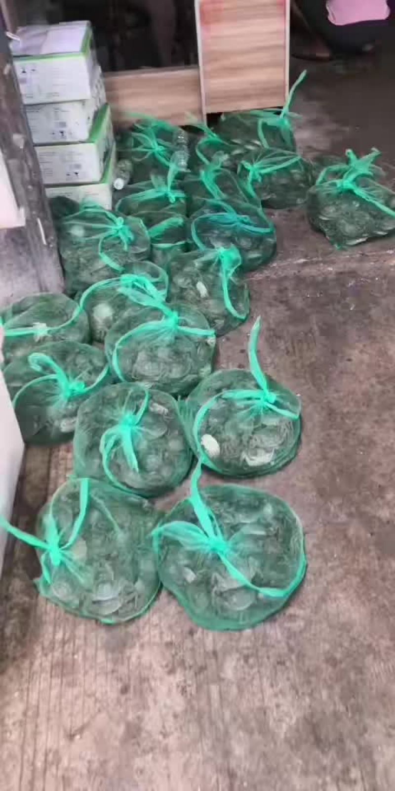 螃蟹类
