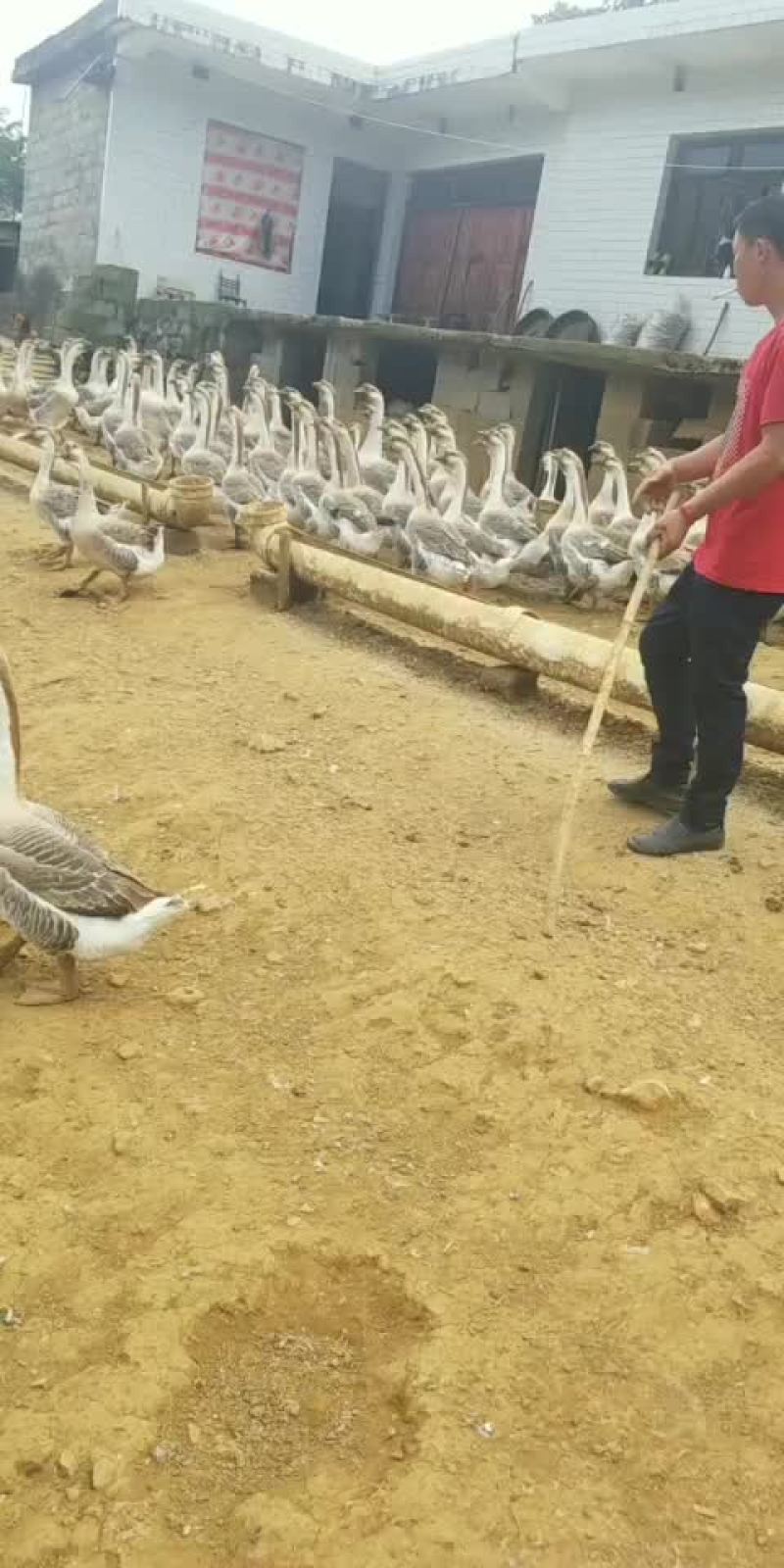 狮头鹅