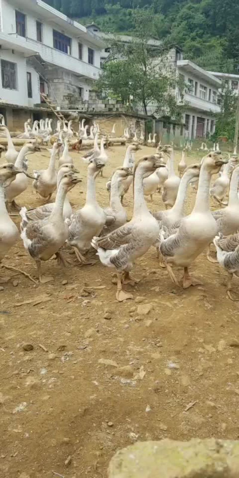 狮头鹅