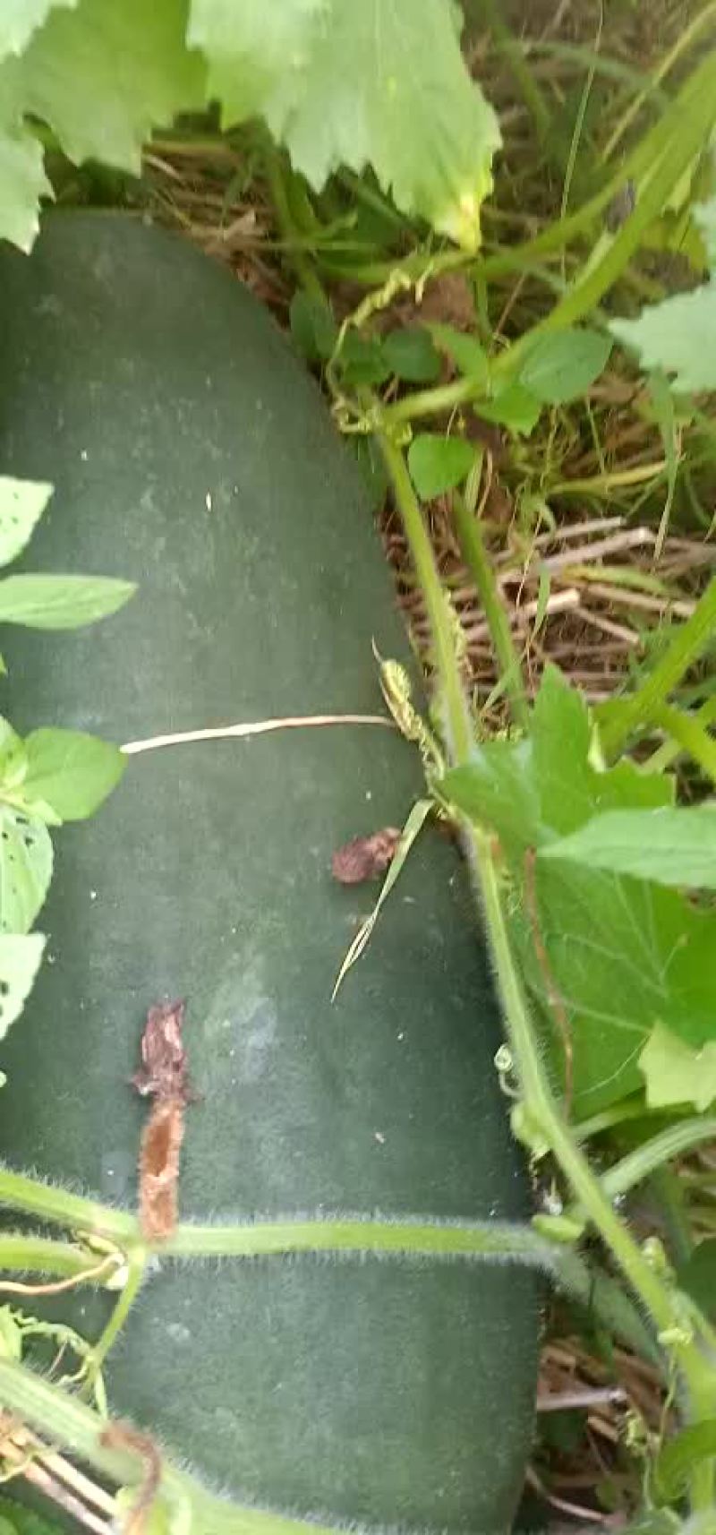 冬瓜