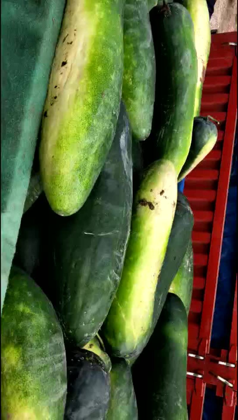冬瓜