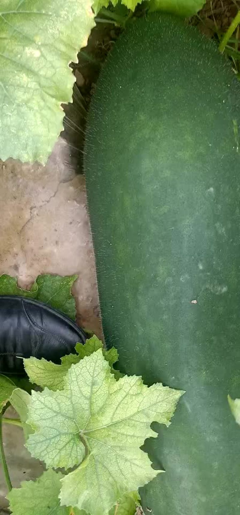 冬瓜