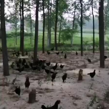 散养土鸡