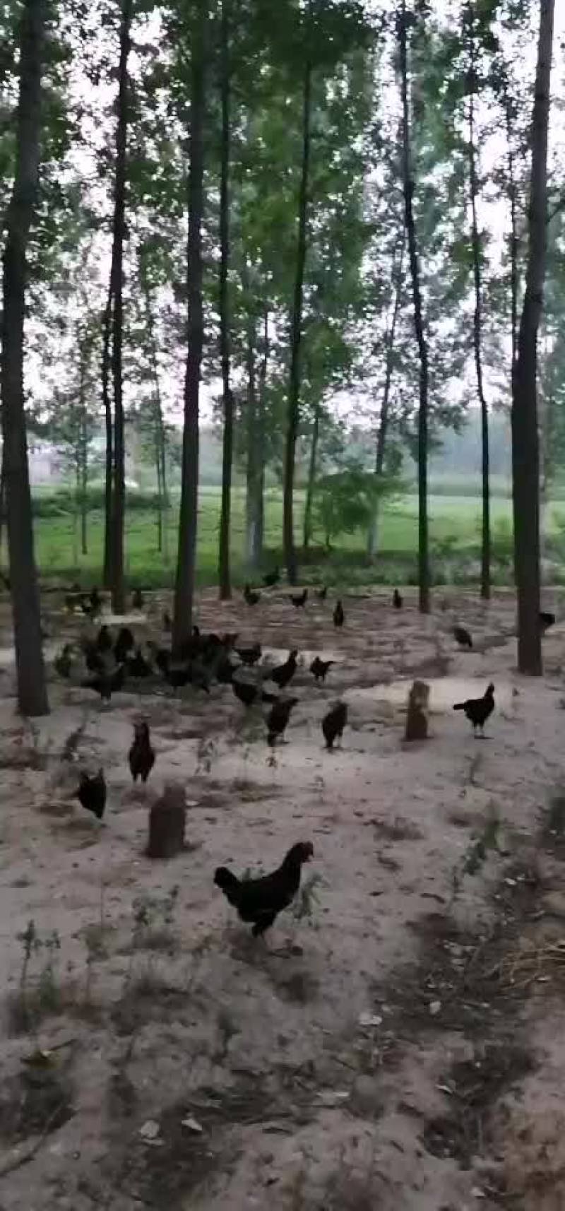 散养土鸡