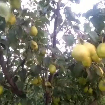 红香酥