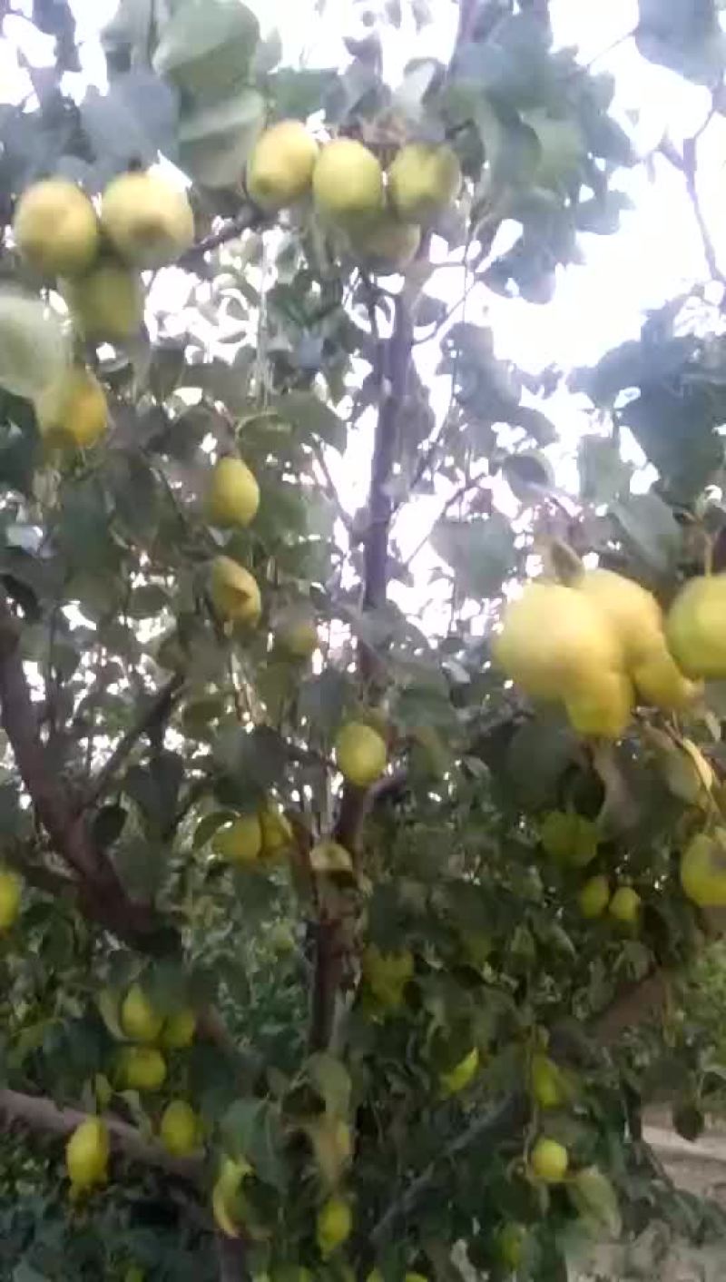红香酥