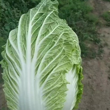 最好的玲珑黄便宜了