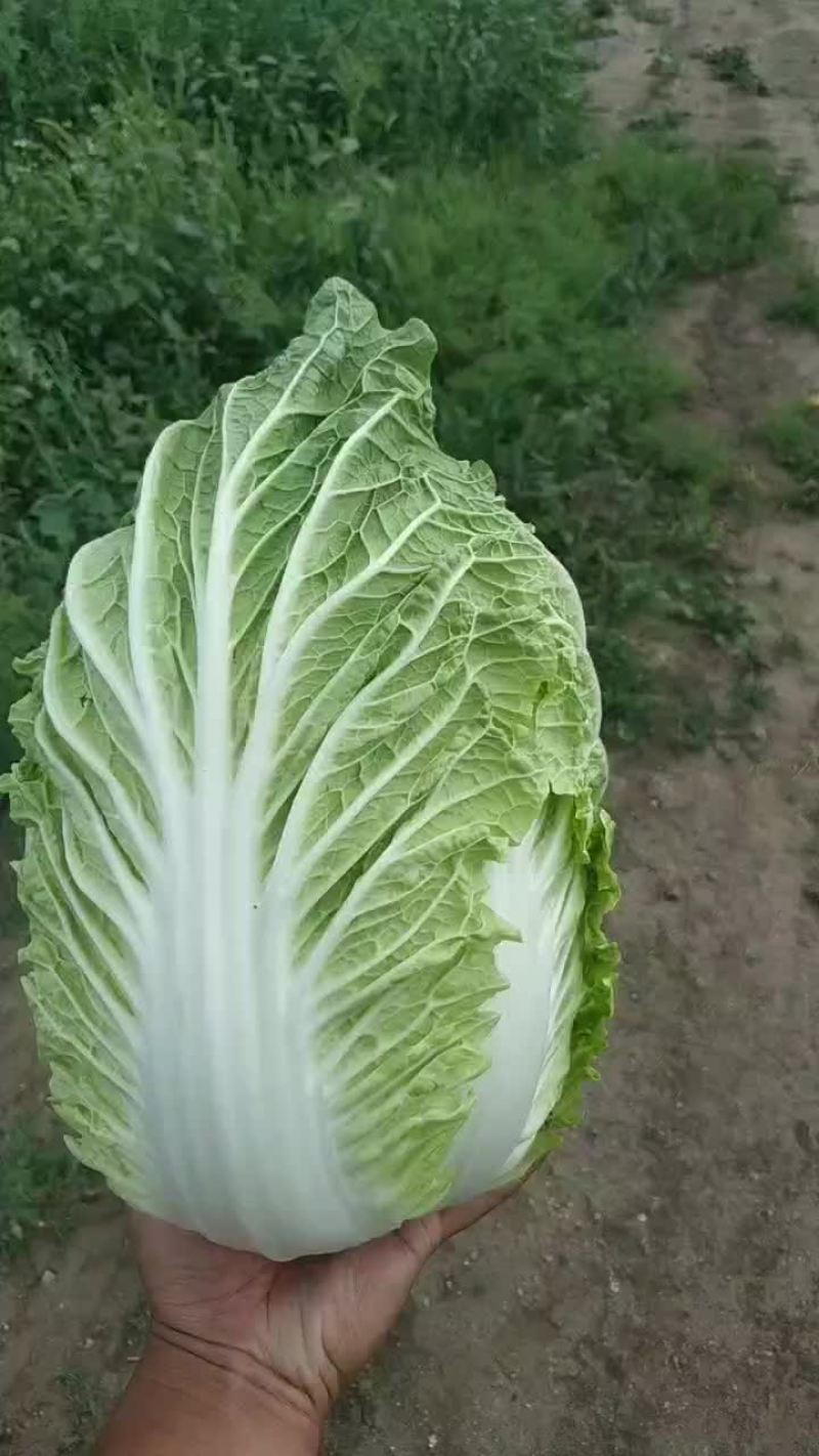 最好的玲珑黄便宜了