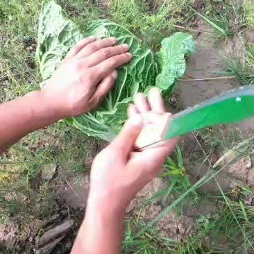 黄心白菜