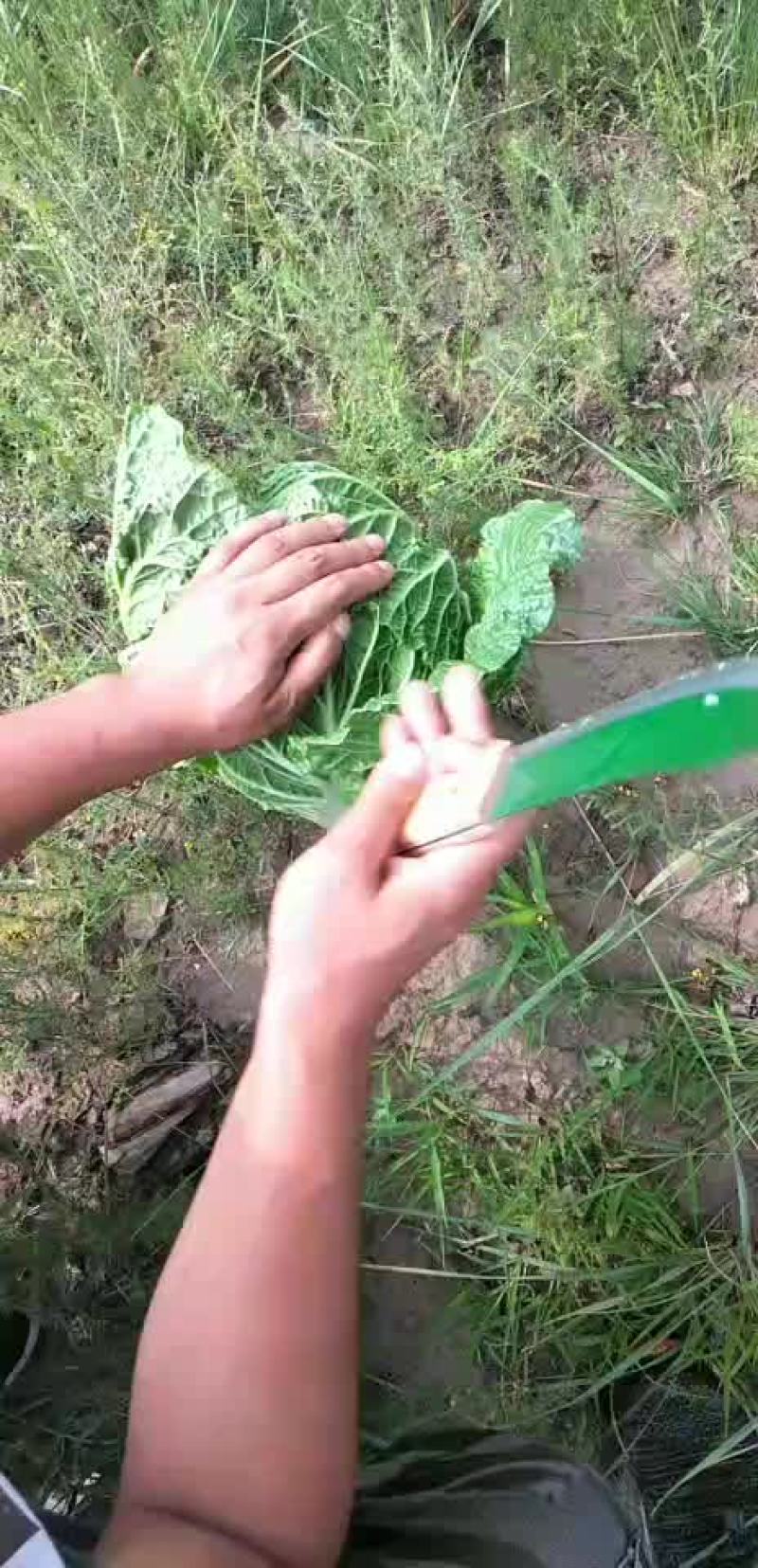 黄心白菜