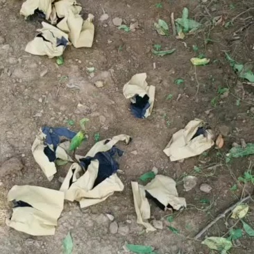 黄桃