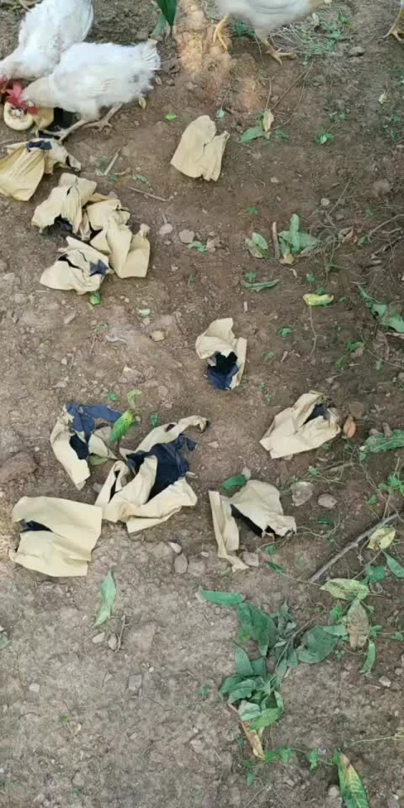 黄桃