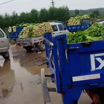 精品芹菜。