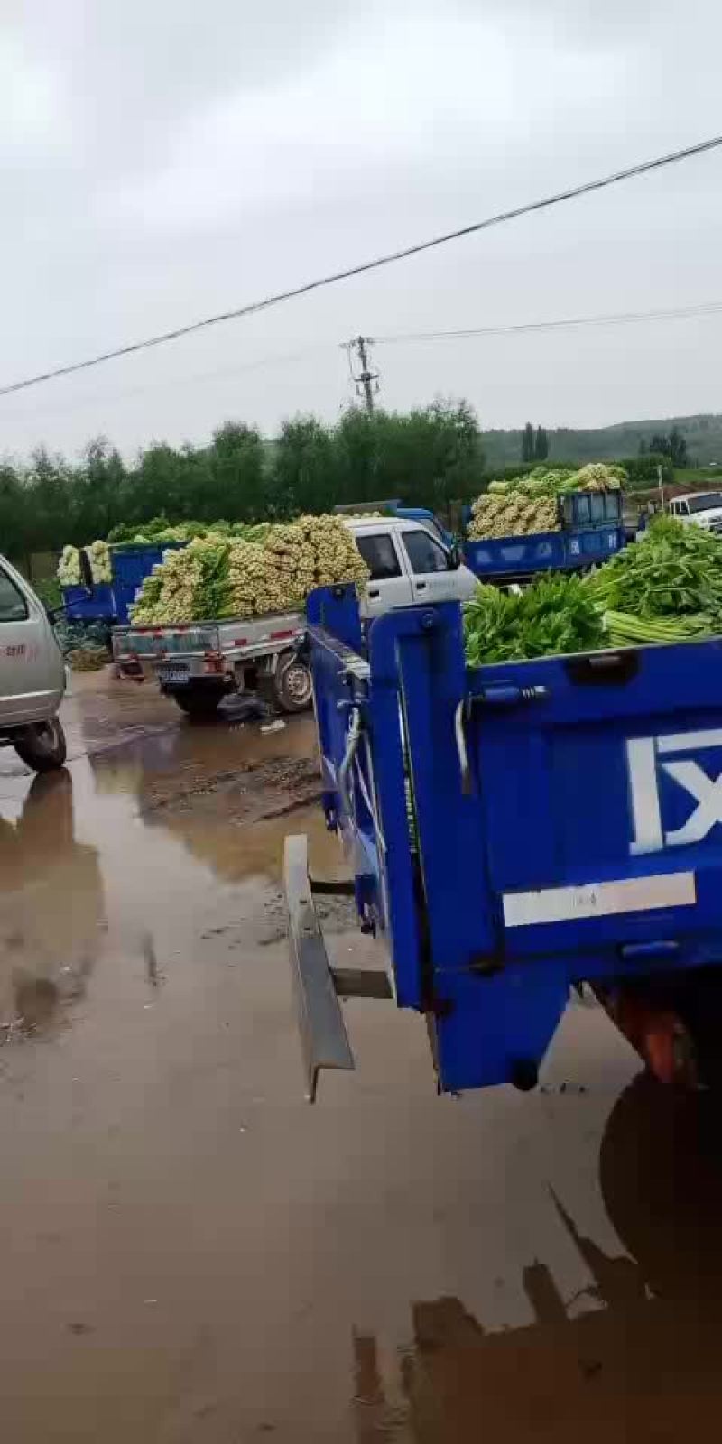 精品芹菜。