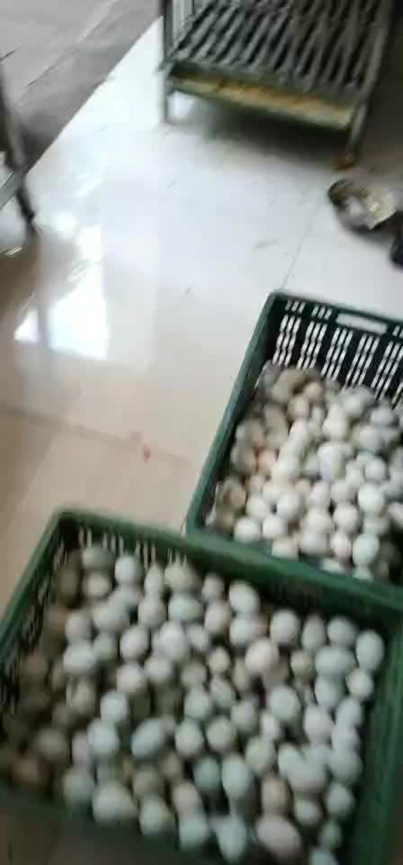 土鸭蛋梧州市自提