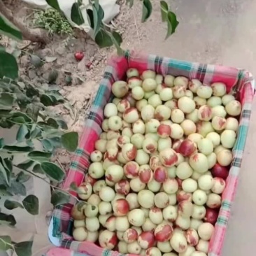 冬枣