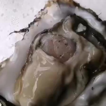 生蚝