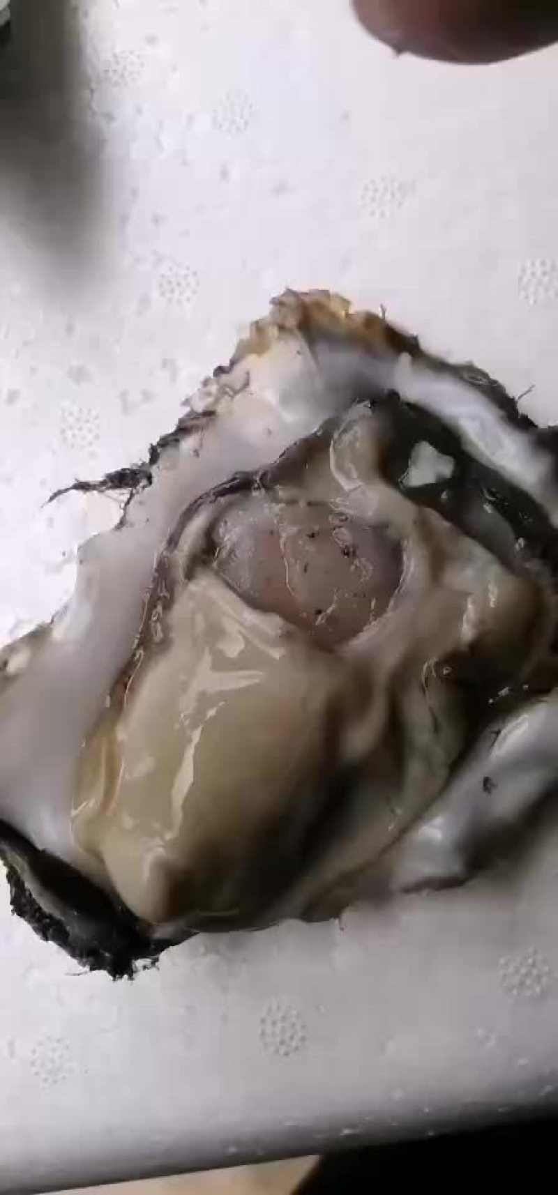 生蚝