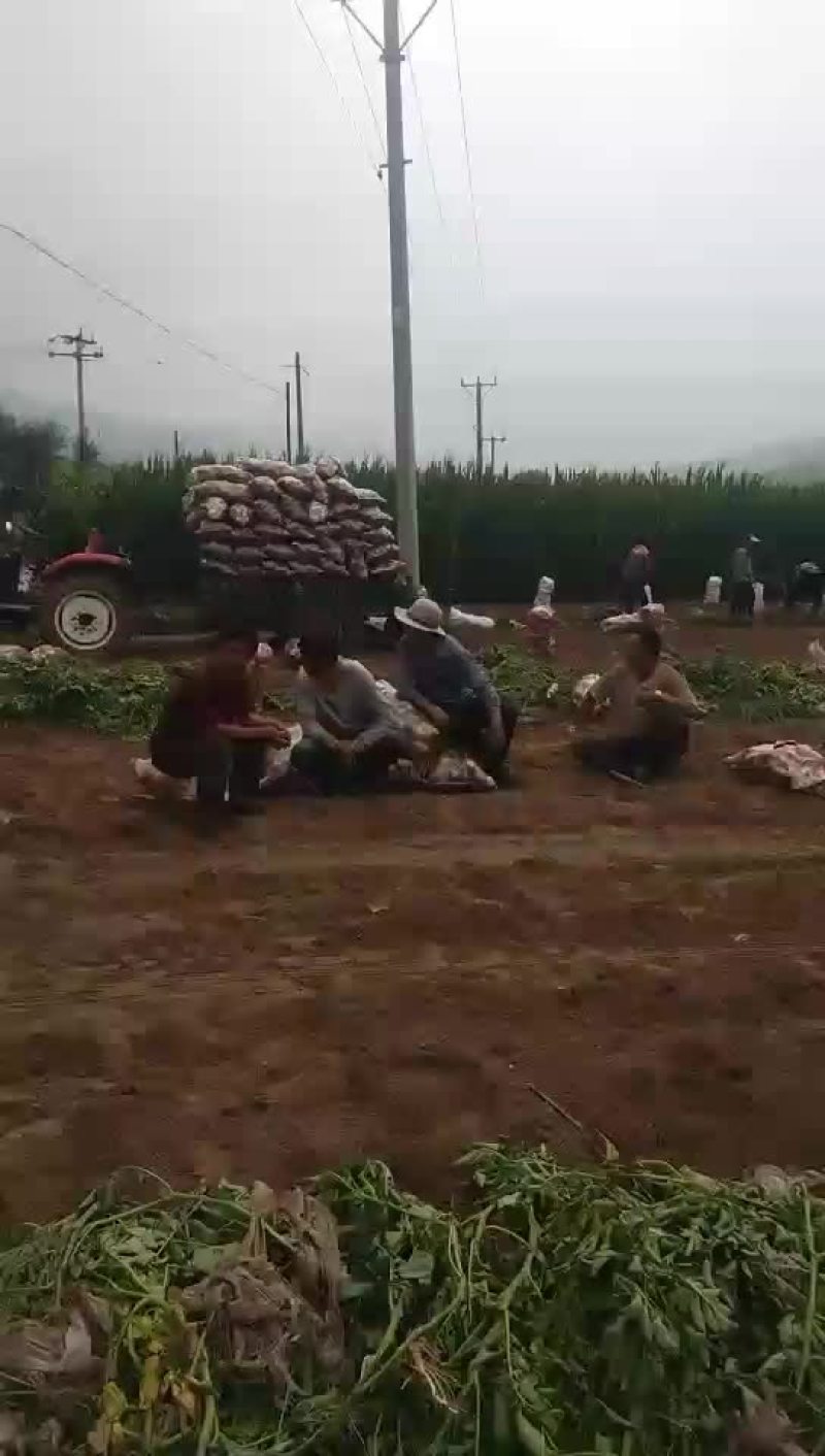 土豆
