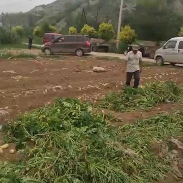 土豆