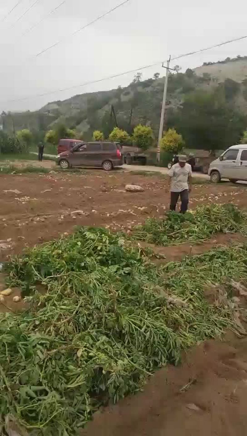 土豆