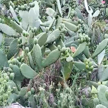 仙人掌果