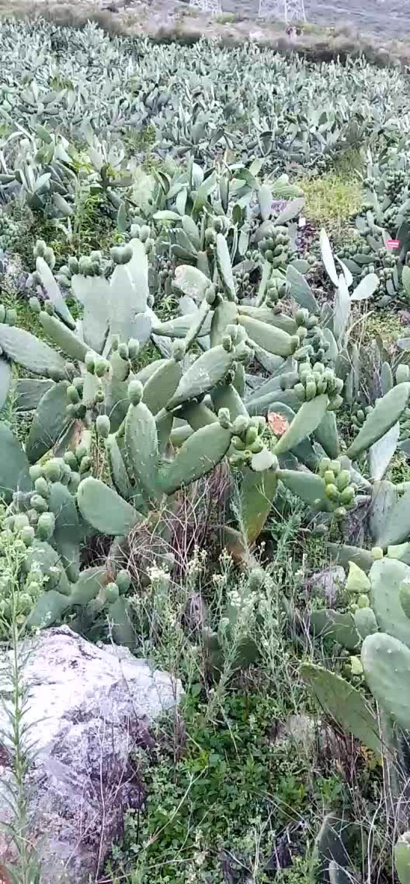 仙人掌果