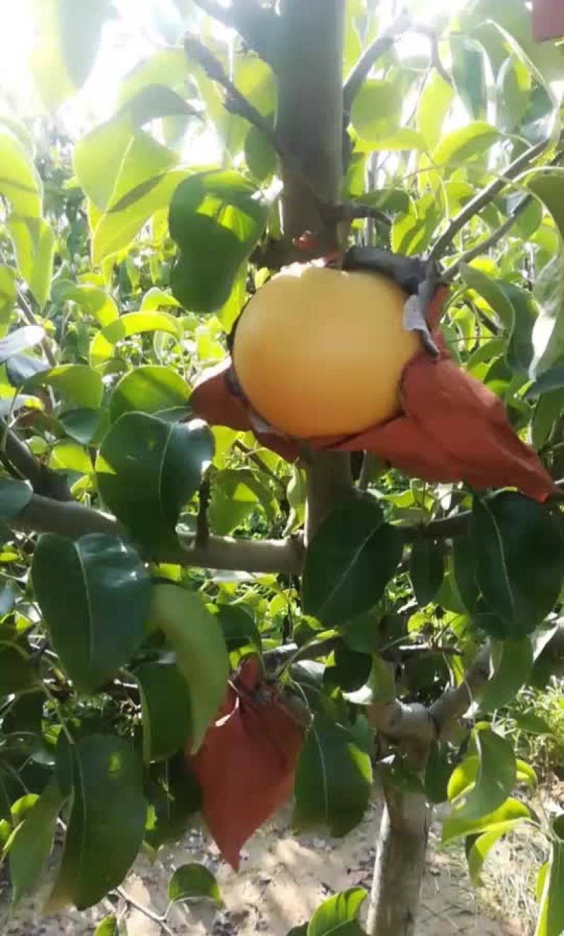 园黄梨，