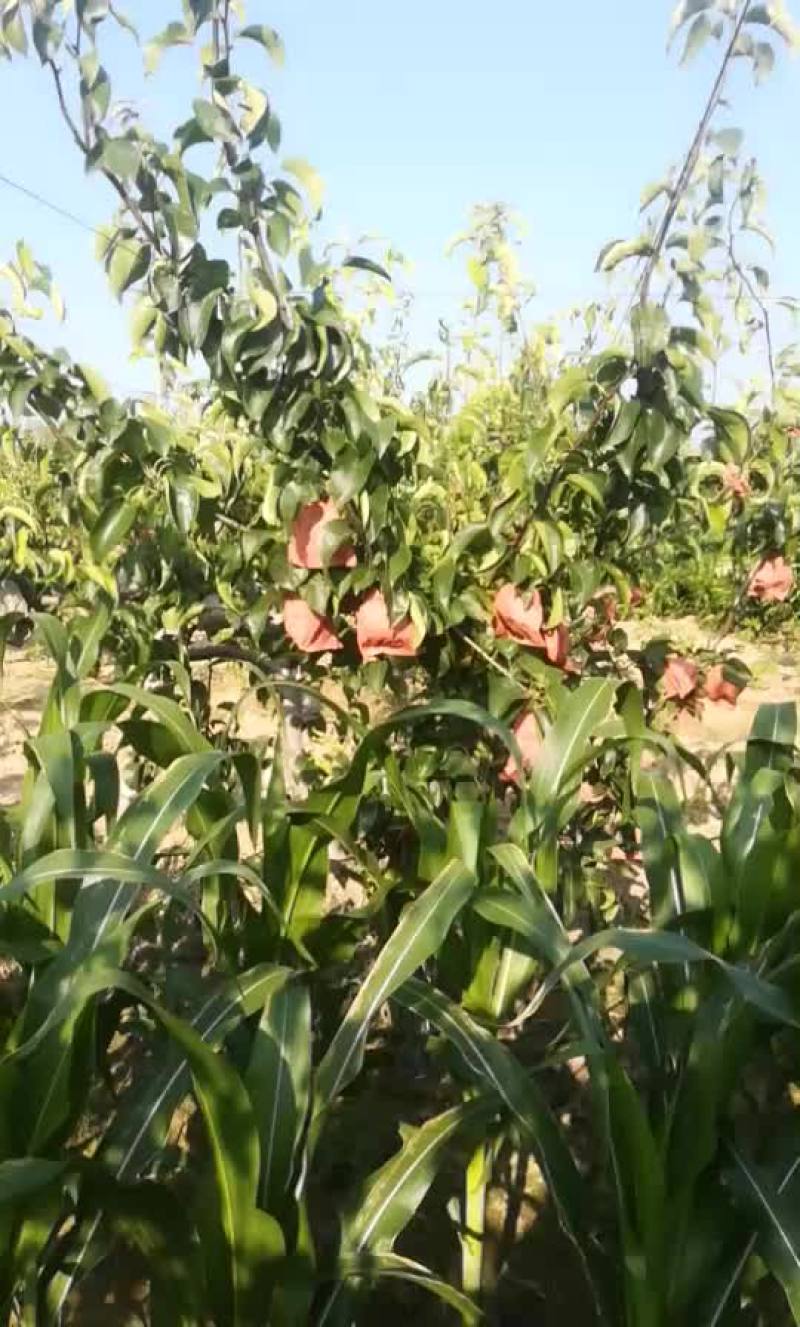 园黄梨，