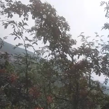 武都花椒