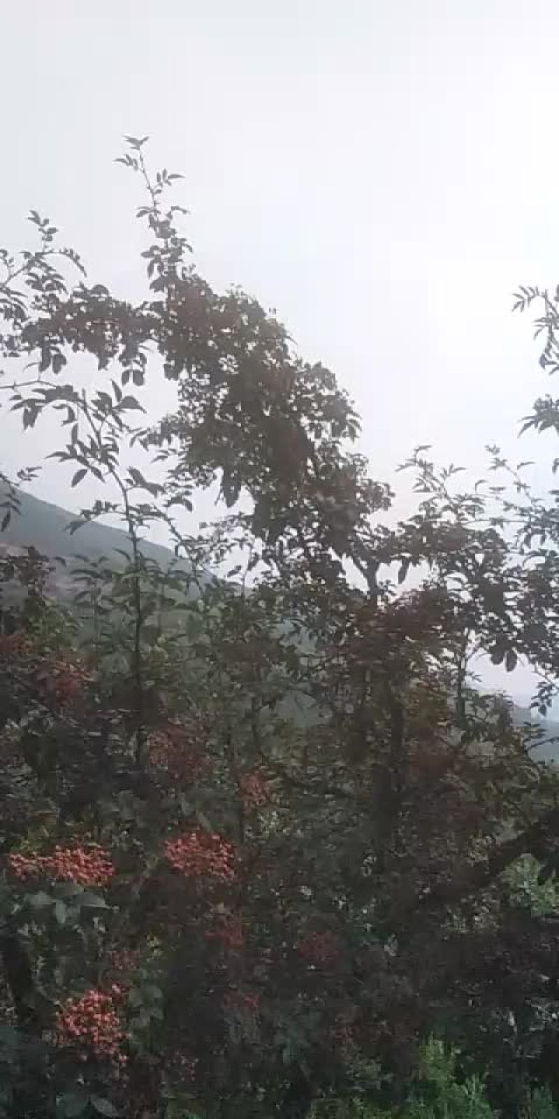 武都花椒