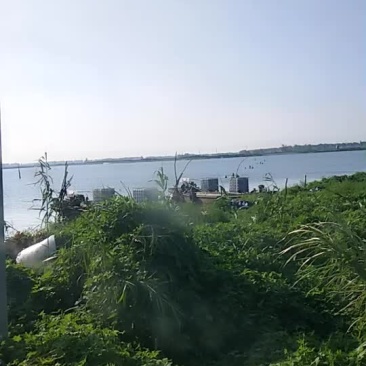 鲫鱼